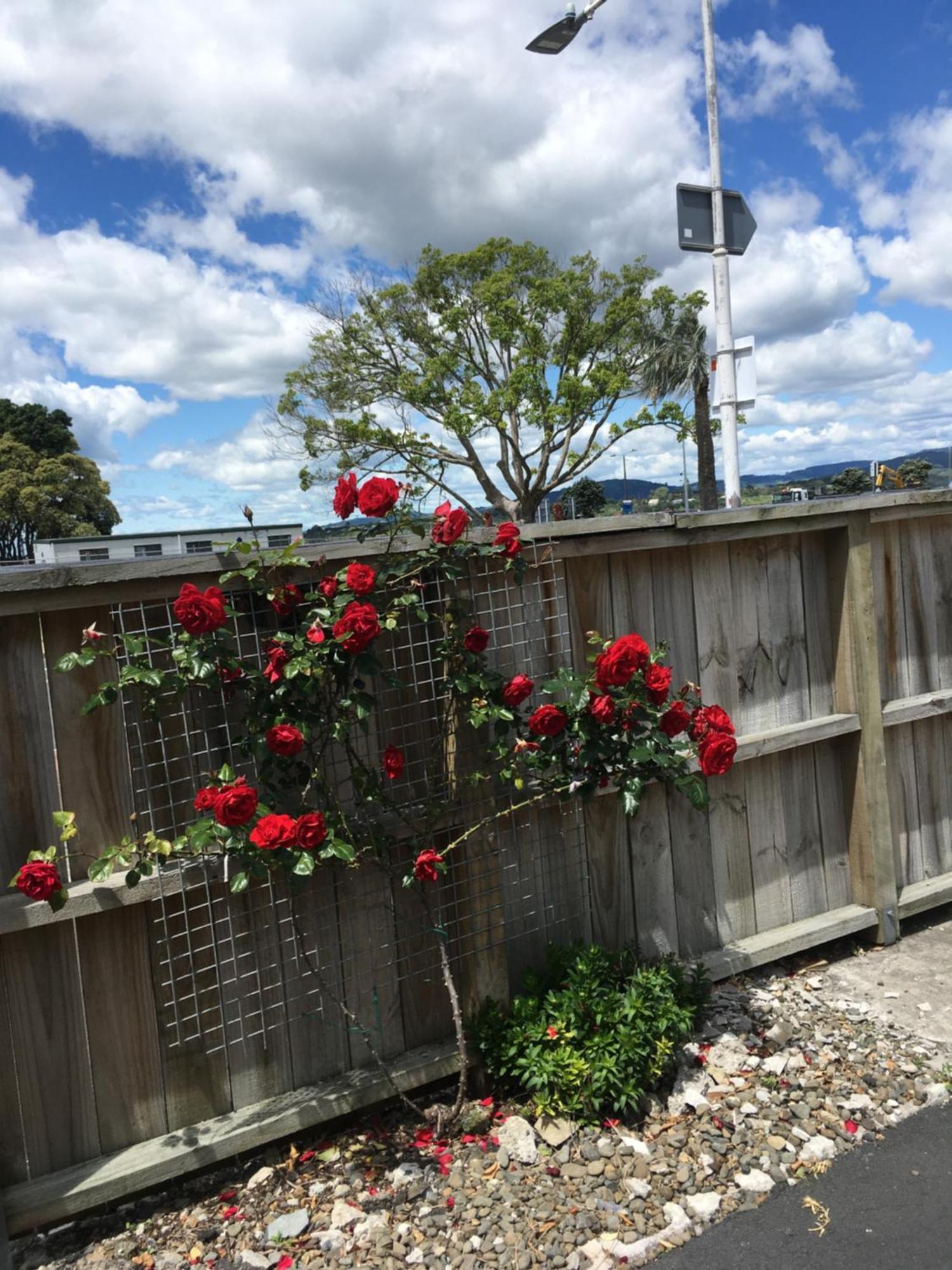 Strand Motel Tauranga Exteriör bild